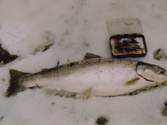 Wintermefo,62cm-3,64kg  gefangen febr.1991